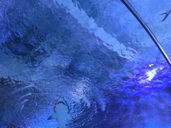 -海合安武汉极地海洋公园