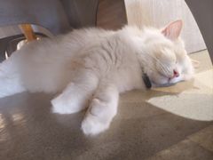 -藏猫猫咖啡主题馆(中央大道店)