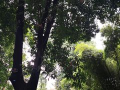 -张坝桂圆林公园