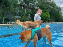 -汪说喵讲宠物乐园宠物酒店(红星美凯龙店)