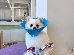 -怪兽屋·羊驼·猫咖·狗咖(俊华广场店)