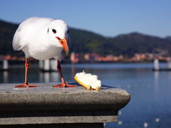 -海埂大坝