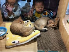 -屋虎猫馆(宝安大仟里店)
