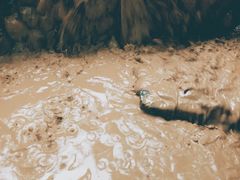 -100蛋泥浆浴