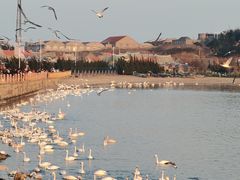 -烟墩角天鹅湖