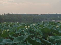 -浙江西子宾馆·瑶园咖啡厅