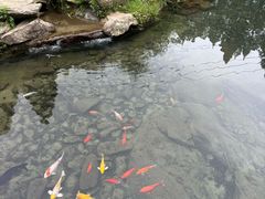 -庐山风景区花径公园