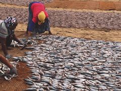 -尼甘布海鲜市场