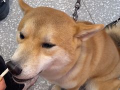 -宠物家(角门东店)