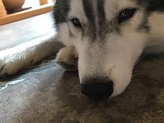 -more than meow吴止猫主题餐厅(承德 中船汇店)