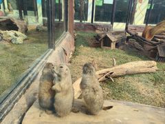 -大连森林动物园