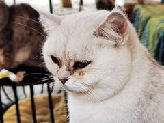 -喵屿·大理花园猫咖
