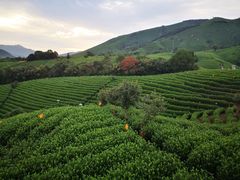 -帐篷客·溪龙茶谷度假酒店