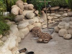 -南宫五洲植物乐园