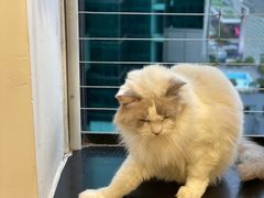 -楼上猫咖(罗湖店)