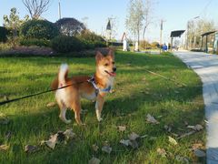 -佳雯宠物医院·皮肤科·内外科(春晓路分院)