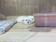 -屋虎猫馆(宝安大仟里店)