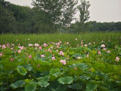 -东郊湿地公园