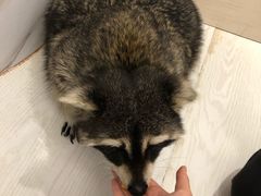 -浣熊柯尔鸭土拨鼠·电玩咖