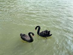 -五缘湾湿地公园