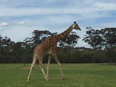 -威勒比开放式动物园