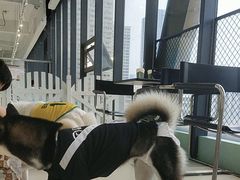 -怪兽屋·羊驼·猫咖·狗咖(俊华广场店)