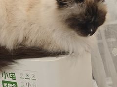 -共舞时光猫咖·狗咖(新街口店)