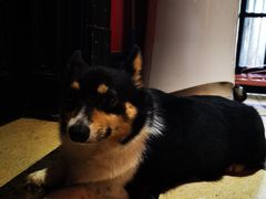 -猫色咖啡·猫咖