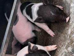 -大石鼓山庄·珠海第一烧猪