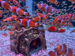 -海合安成都极地海洋公园