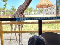 -西霞口神雕山野生动物世界