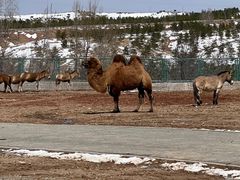 -鄂尔多斯野生动物园