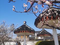 -林屋梅海青梅保护基地
