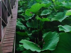 -荷塘月色湿地公园·向阳花洲