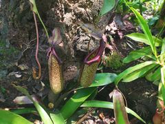 -中国科学院西双版纳热带植物园