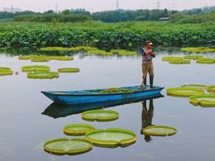 -荷塘月色湿地公园·向阳花洲