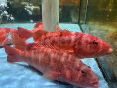 -国惠大酒楼(仓山万达店)