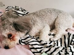 -佳雯宠物医院(四明中路分院)