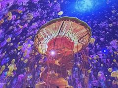 -海合安青岛极地海洋公园