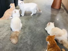 -瞄一喵猫咖(格力海岸店)
