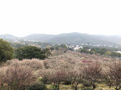 -香雪海