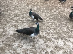 -秦皇岛野生动物园