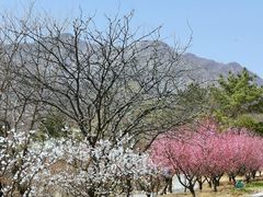-北京鹫峰国家森林公园