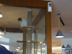 大堂-喵园·猫主题咖啡厅·撸猫·猫咖(国贸店)