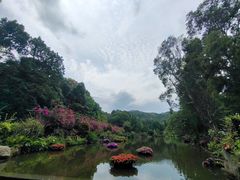 -深圳仙湖植物园