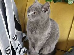 -糯米喵星人总部直营旗舰店·猫舍·幼猫出售