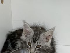 -青奢宠物·青奢猫舍