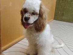 -帕帕拉兹宠物(亚洲旗舰店)