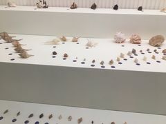 -青岛贝壳博物馆