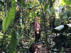 -西双版纳基诺山寨